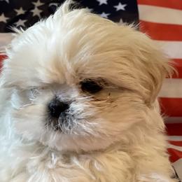 Shih Tzus from Fields' Precious Pups