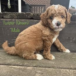 Twister - Red  male Goldendoodle puppy in De Pere, Wisconsin from Kinzor Kennels