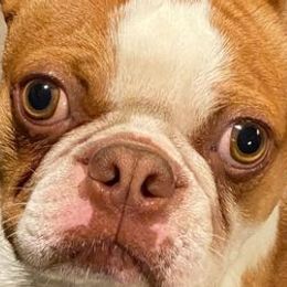 Boston Terriers from Susie’s Cuties