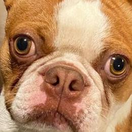 Boston Terriers from Susie’s Cuties