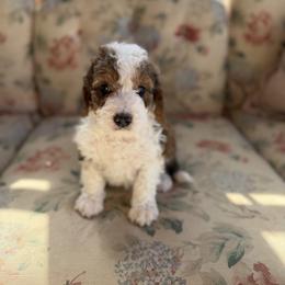 Waitlist 2 (M) - Brown and white male Bernedoodle puppy in Gales Ferry, Connecticut from Schweers Goldens and Doodles