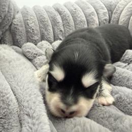 Cory - Black and white male Pomsky puppy in Auburn, Washington from Periwinkle Pomskies