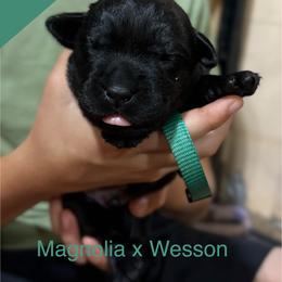 Teal - Black male Labrador Retriever puppy in Wilson’s, Virginia from Cedar Hill Farm Labradors