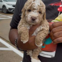 Club - Apricot male Goldendoodle puppy in Richmond, Texas from Harper’s Heartbeats