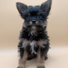 Gizmo - Black and tan male Yorkshire Terrier puppy in Georgia/Florida, Florida from Fiesta Pups