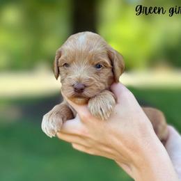 Green girl - Red  female Goldendoodle puppy in Valdese, North Carolina from Doodling All Day Goldendoodles