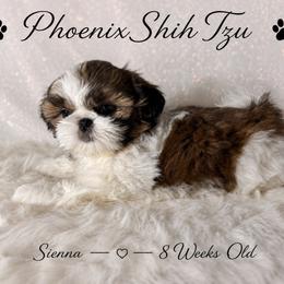 Sienna - Tricolor female Shih Tzu puppy in Hayden, Idaho from Phoenix Shih Tzu