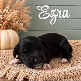 Ezra - Black male Goldendoodle puppy in Charlotte, North Carolina from Hopeful Heart Doodles