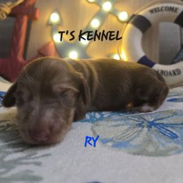 RY - Dapple male Dachshund puppy in Poplarville, Mississippi from T's Kennel