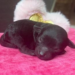 Dreamer - Black female Poodle puppy in Taylorsville, North Carolina from SilverLining highlands and hounds