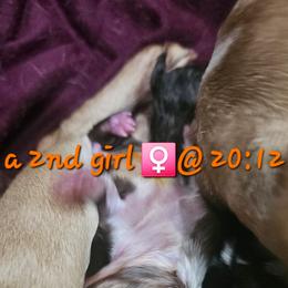 Gizzy's dark girl - Seal brindle and white female Boston Terrier puppy in Versailles, Indiana from Benhams Bostons