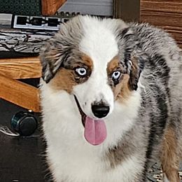 Charlie - Miniature American Shepherd