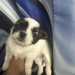 Girl 3 - Tricolor female Shih Tzu puppy in Detroit, Michigan from Steel Blue Diamond Kennel