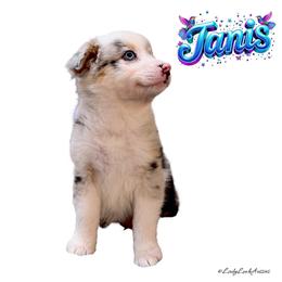JANIS - Blue Merle Female - Blue merle female Australian Shepherd puppy in Gainesville, Texas from Lady Luck Aussies