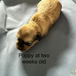 Poppy - Red sable female Havanese puppy in Hudson, New York from Havanese of Claverack and Hudson Valley Labradors
