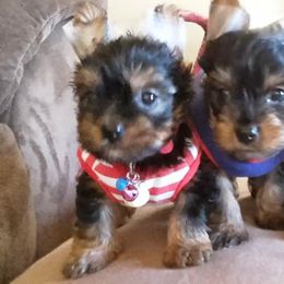 Yorkshire Terrier Puppies from New Yorkie City