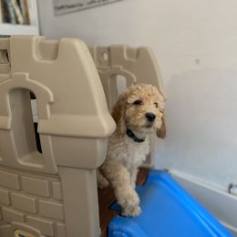 Bernedoodle Puppies from Bruce and Emma Doodles