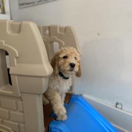 Bernedoodle Puppies from Bruce and Emma Doodles