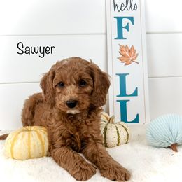 Sawyer - Australian Labradoodle puppy in Rising Fawn, Georgia from Novalie Australian Labradoodles