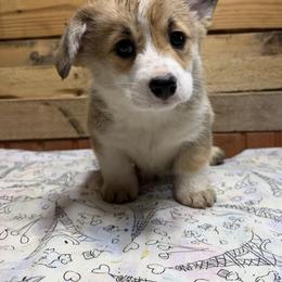 Pembroke Welsh Corgi puppies from Buckeye Corgi