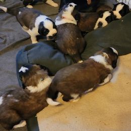 Saint Bernard Puppies from Middle Georgia Saints
