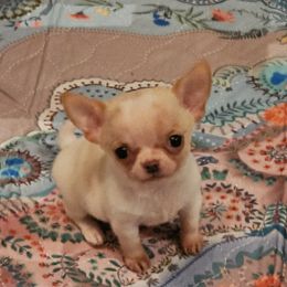 Weston - Cream and white male Chihuahua puppy in Joliet, Illinois from Chihuahua and frenchie favs