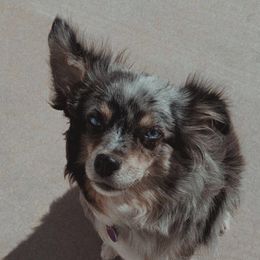 Maggie  - Toy Australian Shepherd