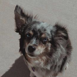 Maggie  - Toy Australian Shepherd
