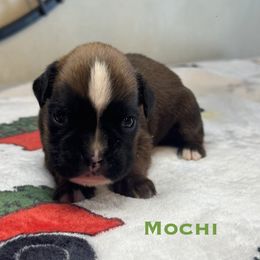Mochi - Fawn male Boxer puppy in Cicero, New York from MK Boxer Haven of CNY