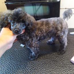 Poodle Puppies from Precious Poodle Babies