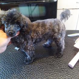 Poodle Puppies from Precious Poodle Babies
