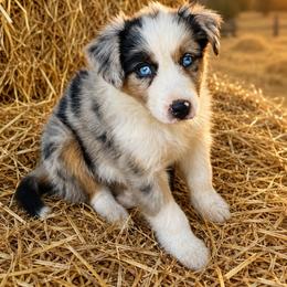 Lincoln - Blue merle male Border Collie puppy in Lakeport, California from Akins Aussies/Wild Rose Ranch