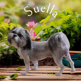 Suella - Shih Tzu