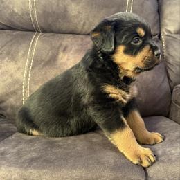 Luna - Black and tan female Rottweiler puppy in Newfoundland, Pennsylvania from Poconopaws