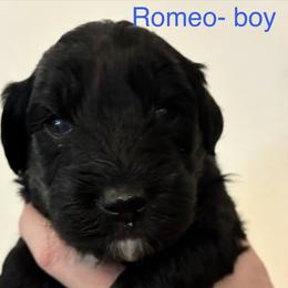 Aussiedoodle Puppies from James Ruby Farms