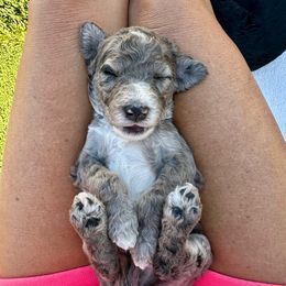 Walter - Merle male Bernedoodle puppy in Yuba City, California from Ranch House Doodles