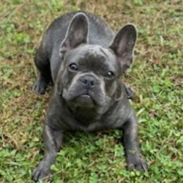 French Bulldogs from Tara's Frenchies