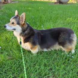 Belle - Pembroke Welsh Corgi