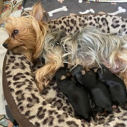 Hootie - Parti male Yorkshire Terrier puppy in Ocala, Florida from Dixie Pups