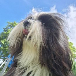 Sweetie - Tibetan Terrier