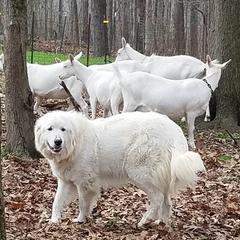 Lexie - Great Pyrenees