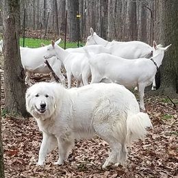 Lexie - Great Pyrenees