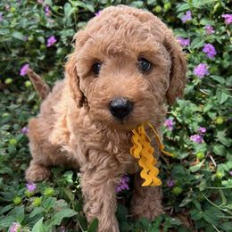 Gold Collar - male Cavapoochon puppy in Waterford, California from Windy Hill Doodles