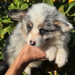 Girl blue merle fluffy - Blue merle and white female Cardigan Welsh Corgi puppy in Huntington Beach, California from Lucky Puppies