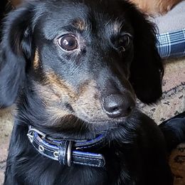 Dachshunds from Coat of Many Colors