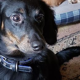 Dachshunds from Coat of Many Colors