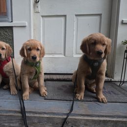 Golden Retriever Puppies from City Goldens