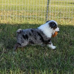 Miniature Australian Shepherd Puppies from Knockout Aussies