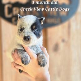 Boy 3 - Blue mottled male Australian Cattle Dog puppy in Monroe, North Carolina from Creek View Cattle Dogs