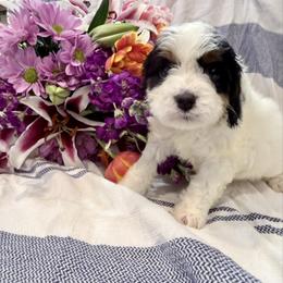 Girl 2 - Tri-color female Cavapoo puppy in Bloomfield, Iowa from Schooley Doodles